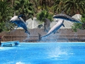 32-delfinarium-gran-canaria