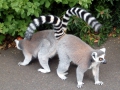 020-lemur-catta-belfast-zoo-ring-tailed-lemur