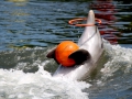077-delfin-zongler-varadero-kuba