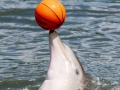 079-basketbal-s-plutvami-varadero-kuba