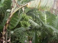 20-kvet-bananovnika-na-seycheloch