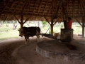 24-ladigue-ukazka-tradicnej-vyroby-kokosoveho-oleja-seychely