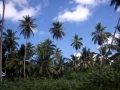 39-palmove-haje-seychely