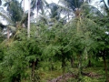 41-vanilkova-plantaz-na-seycheloch