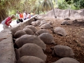 45-giganticke-korytnacky-na-seycheloch