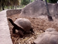 46-seychelles-turtle