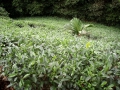 71-cajove-plantaze-seychely-tea-factory