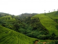 025-tea-plantations-in-sri-lanka-teahills
