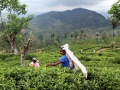 026-plantationsi-nuwara-eliya