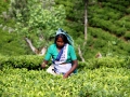 028-horton plains-tea-field
