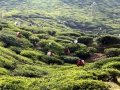 029-nuwara-eliya-tea-platantions