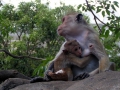 030-monkeys-in-sri-lanka