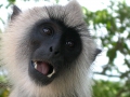 031-angry-monkey-sri-lankan-monkey-screaming-to-the-lens