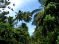 036-jungle-sri-lanka