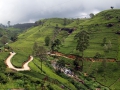 037-tea-fields