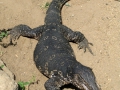 038-wild-goana