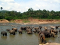 039-elephants