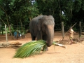 040-elephant