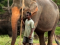 041-working-elephant-sri-lanka