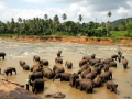 042-pinnawela-elephants