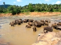 043-washing-time-elephants