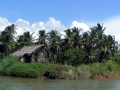 045-palm-grove-sri-lanka