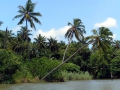 046-palm-grove