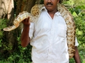 053-pyton-and-snake-charmer