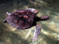 062-turtle
