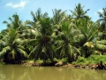 065-negombo-palm-grove