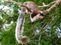 070-sri-lankan-squirrel